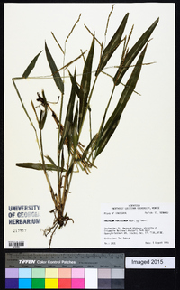 Paspalum pubiflorum image