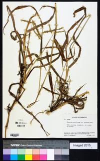 Paspalum pubiflorum image