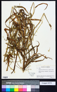 Paspalum pubiflorum image