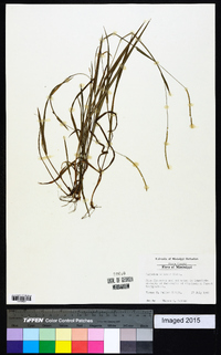 Paspalum setaceum var. ciliatifolium image