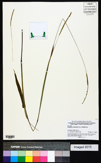 Paspalum setaceum var. ciliatifolium image