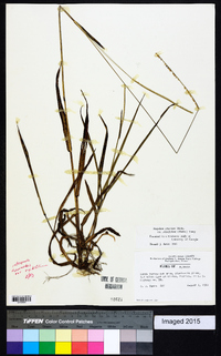 Paspalum setaceum var. ciliatifolium image