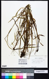 Paspalum setaceum var. ciliatifolium image