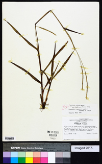 Paspalum setaceum var. ciliatifolium image