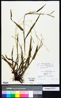 Paspalum setaceum var. ciliatifolium image