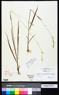 Paspalum setaceum var. ciliatifolium image