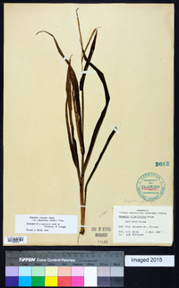 Paspalum setaceum var. ciliatifolium image