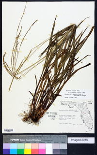 Paspalum setaceum var. ciliatifolium image