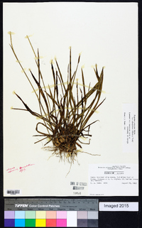 Paspalum setaceum var. ciliatifolium image