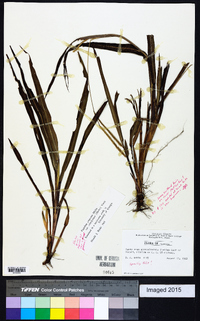 Paspalum setaceum var. supinum image