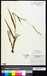 Paspalum setaceum var. ciliatifolium image