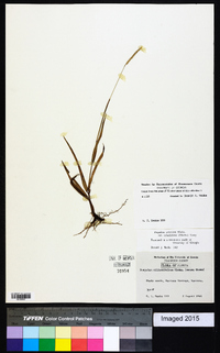 Paspalum setaceum var. ciliatifolium image