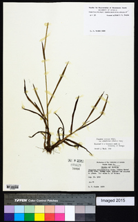 Paspalum setaceum var. ciliatifolium image