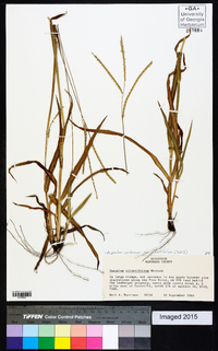 Paspalum setaceum var. ciliatifolium image