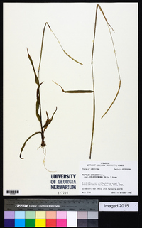 Paspalum setaceum var. ciliatifolium image