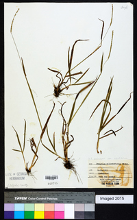 Paspalum setaceum var. ciliatifolium image