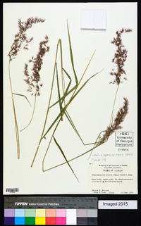 Melinis repens image