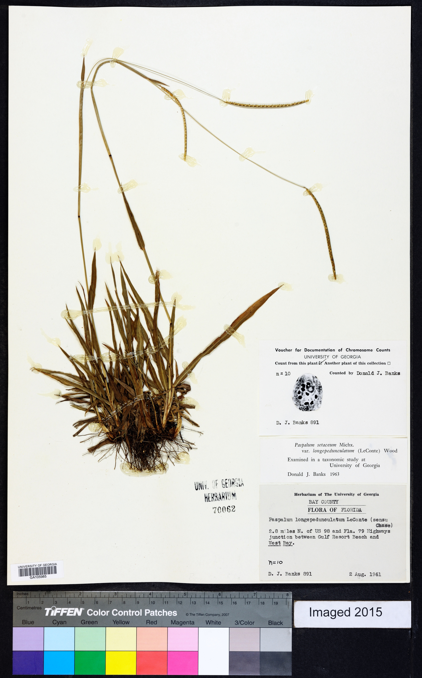 Paspalum setaceum var. longepedunculatum image