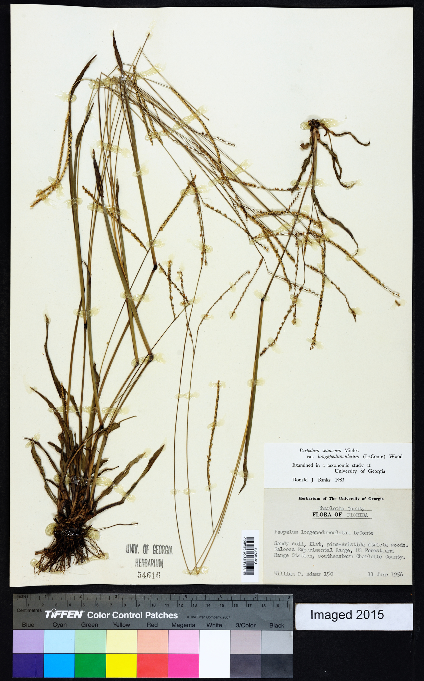 Paspalum setaceum var. longepedunculatum image