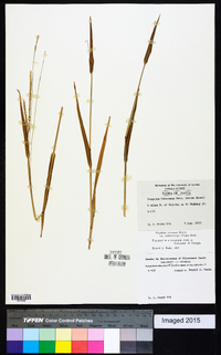 Paspalum setaceum var. muhlenbergii image