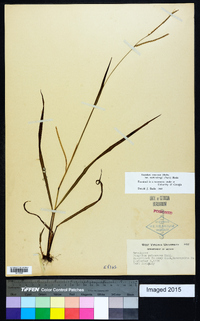 Paspalum setaceum var. muhlenbergii image