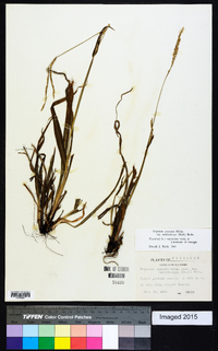 Paspalum setaceum var. muhlenbergii image