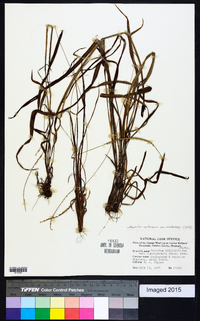 Paspalum setaceum var. muhlenbergii image