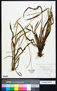 Paspalum setaceum var. muhlenbergii image