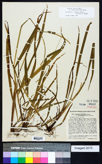 Paspalum setaceum var. muhlenbergii image