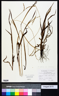 Paspalum setaceum var. muhlenbergii image