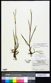 Paspalum setaceum var. muhlenbergii image