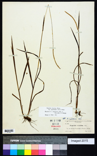 Paspalum setaceum var. rigidifolium image