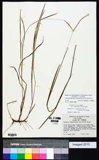 Paspalum setaceum var. rigidifolium image