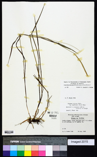 Paspalum setaceum var. rigidifolium image