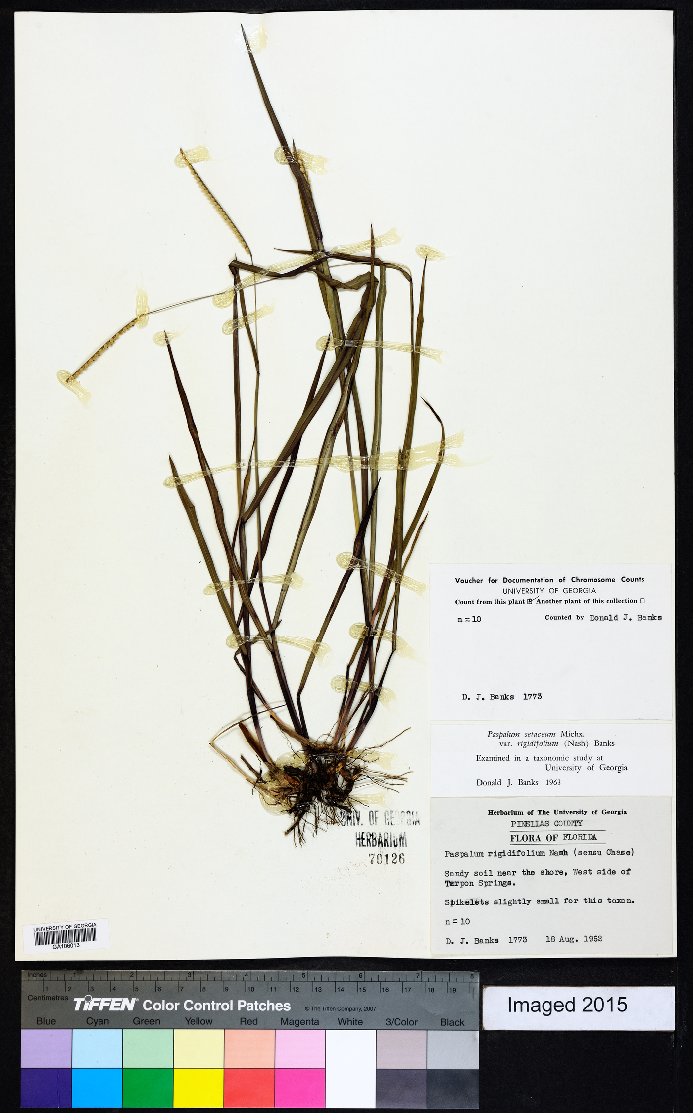 Paspalum setaceum var. rigidifolium image