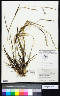 Paspalum setaceum var. rigidifolium image