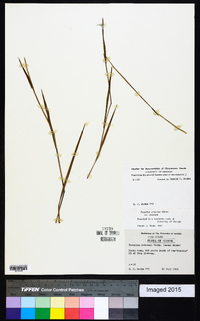 Paspalum setaceum var. setaceum image