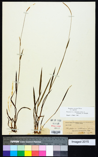 Paspalum setaceum var. setaceum image