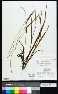 Paspalum setaceum var. setaceum image