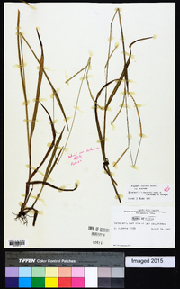 Paspalum setaceum var. setaceum image