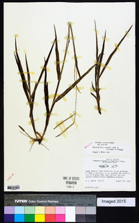 Paspalum setaceum var. setaceum image