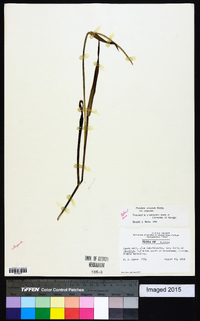 Paspalum setaceum var. setaceum image