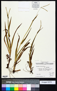 Paspalum setaceum var. setaceum image