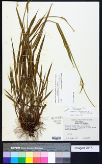 Paspalum setaceum var. setaceum image