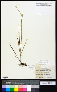 Paspalum setaceum var. setaceum image