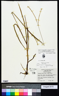 Paspalum setaceum var. setaceum image