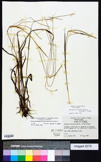 Paspalum setaceum var. setaceum image