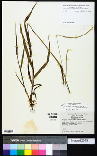 Paspalum setaceum var. setaceum image