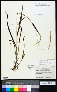 Paspalum setaceum var. setaceum image