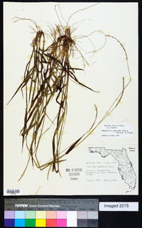 Paspalum setaceum var. setaceum image